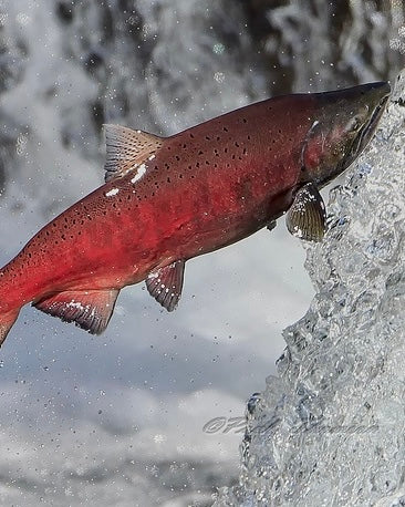 King Salmon