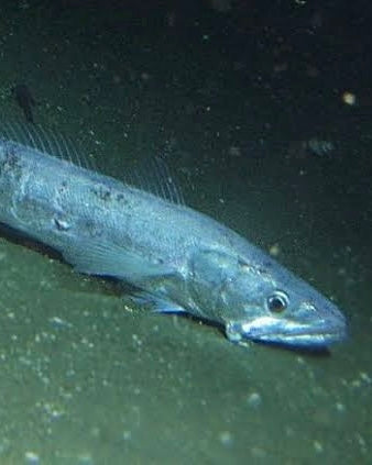 Pacific Whiting